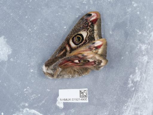 Saturnia pavonia (Linnaeus, 1758) - 015214905_3
