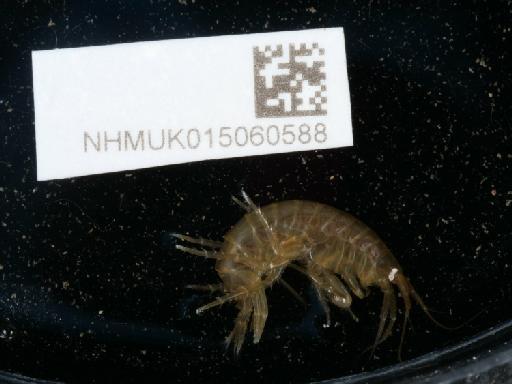 Gammarus locusta parvorder Gammaridira (Linnaeus, 1758) - 015060588_2