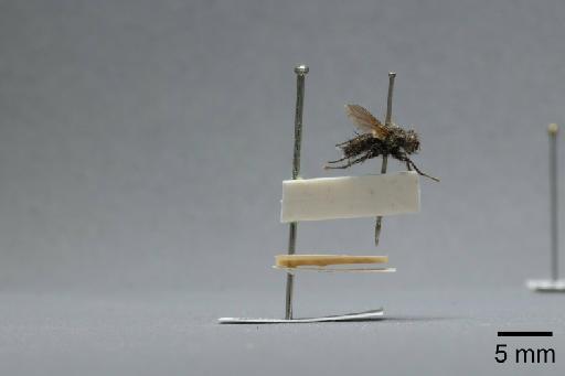 Sarcophaga (Myorhina) nigriventris Meigen, 1826 - 015091851_lateral