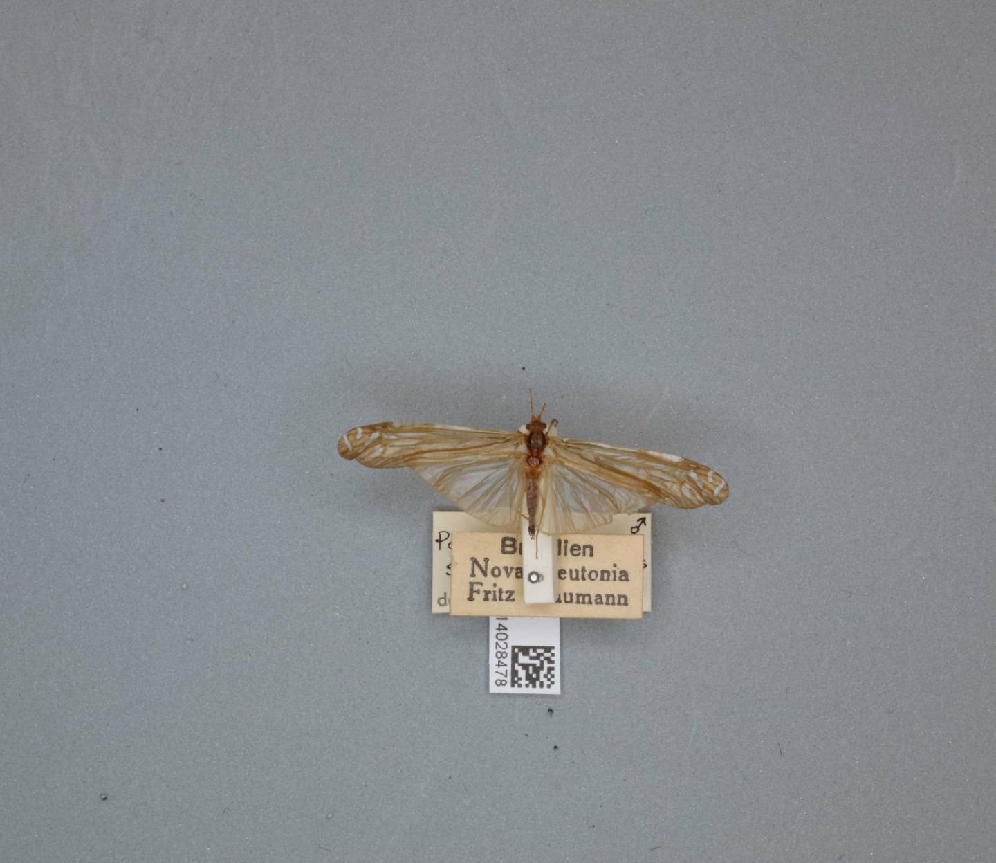 Plectromacronema subfuscum