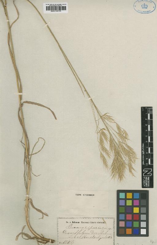 Bromus riparius Rehmann - BM001067306