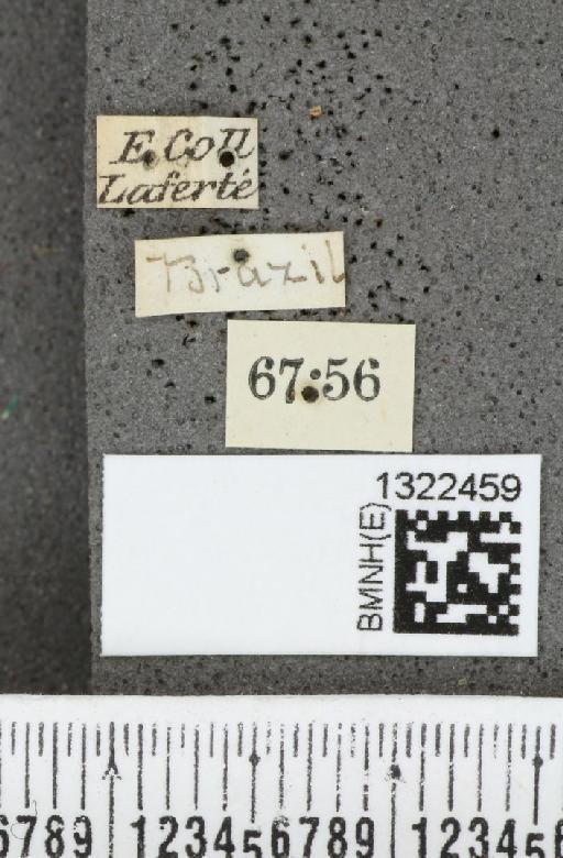 Diabrotica limitata (Sahlberg, C.R., 1823) - BMNHE_1322459_label_18565