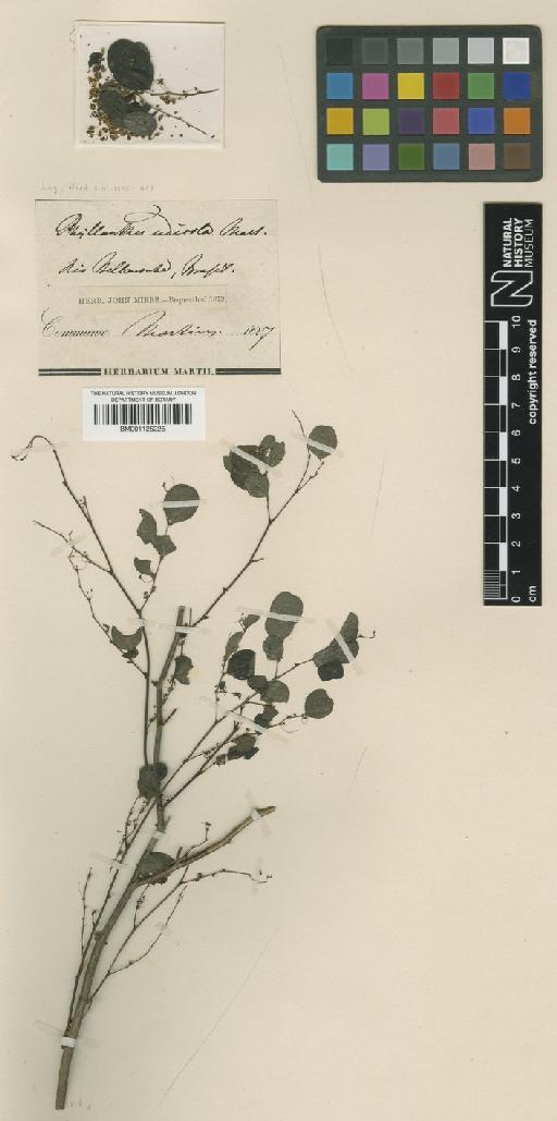 Phyllanthus udicola Mart. ex Colla - BM001125225