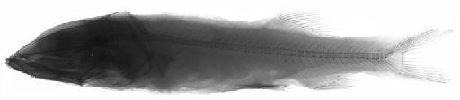 Nomoctes sp - BMNH 1996.9.11.1, Nomoctes sp, radiograph