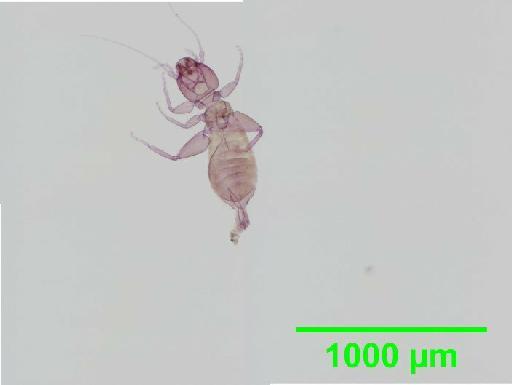 Liposcelis subfuscus Broadhead, 1947 - 010148444__2016_03_16_s6