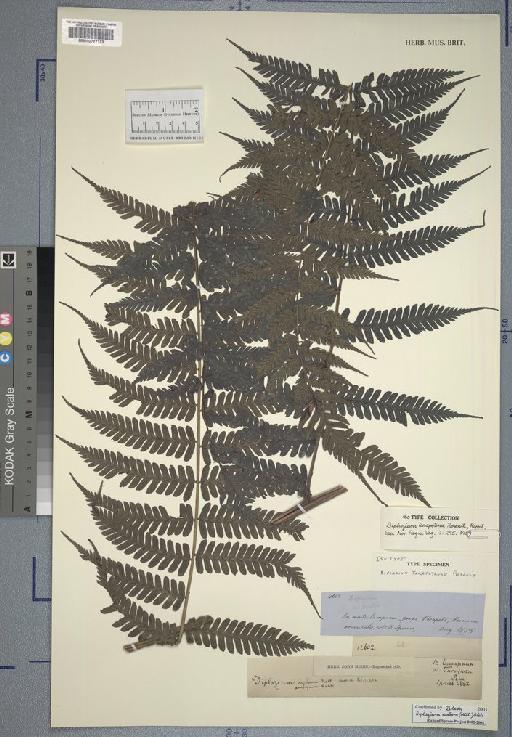 Diplazium tarapotense Rosenst. - Spruce - BM000777173