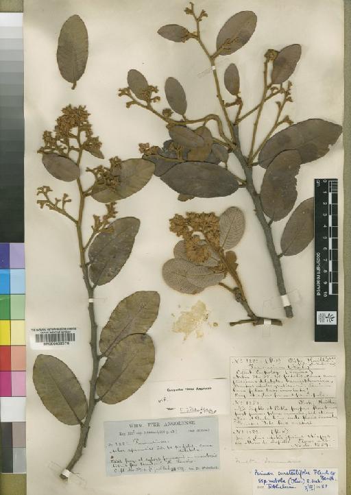 Parinari curatellifolia subsp. mobola (Oliv.) Graham - BM000602376