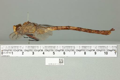 Anax walsinghami McLachlan, 1883 - 013324059_lateral