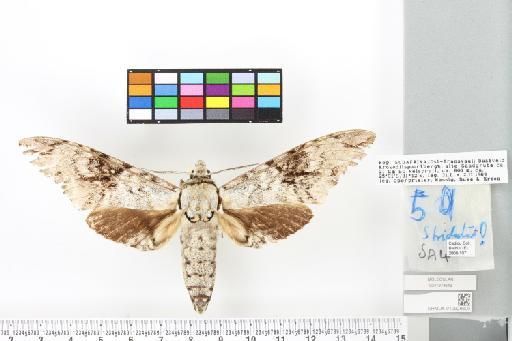 Macropoliana natalensis (Butler, 1875) - 010928609_Poliana_natalensis_dorsal_and_labels