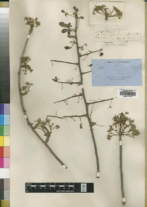 Commiphora angolensis Engl. - BM000798780