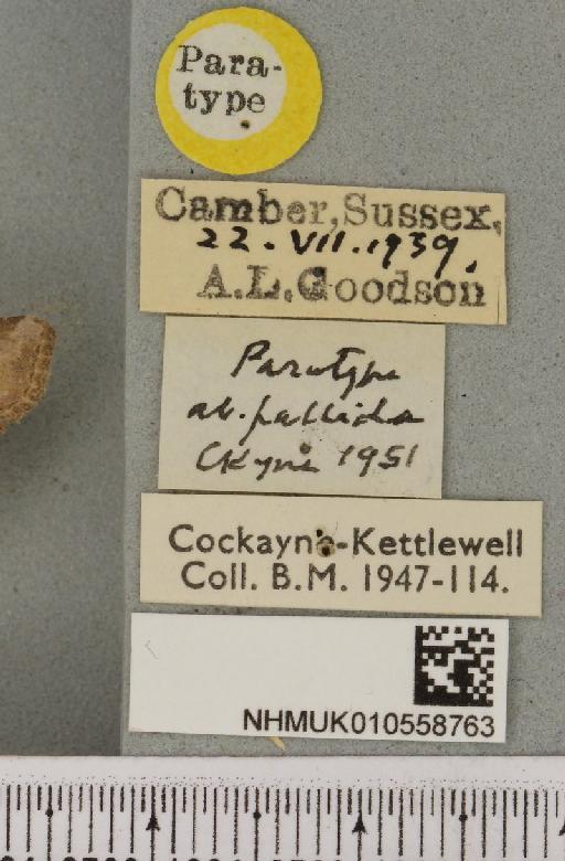 Litoligia literosa ab. pallida Cockayne, 1951 - NHMUK_010558763_label_616457