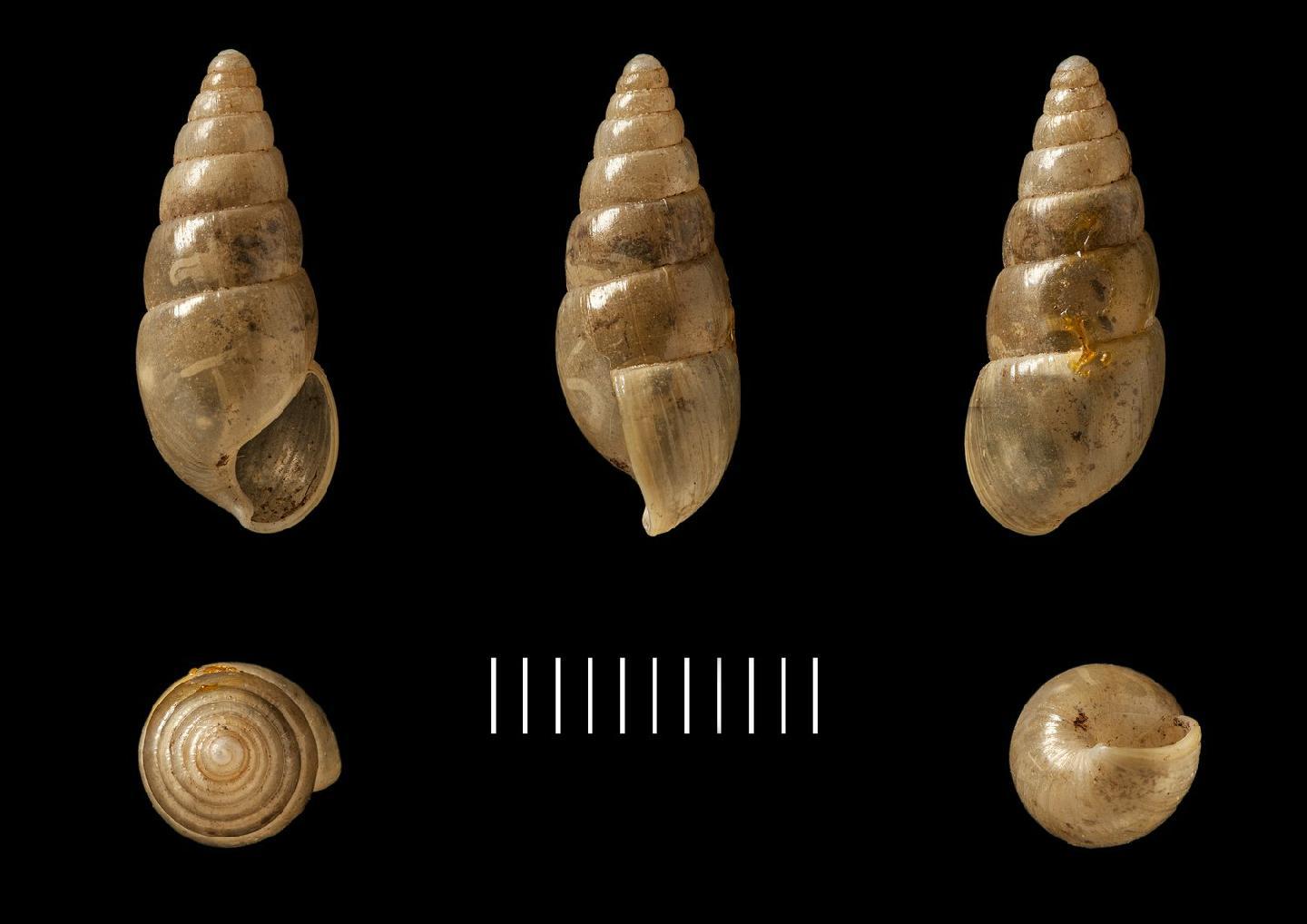 To NHMUK collection (Achatina pyramis Benson, 1860; SYNTYPE; NHMUK:ecatalogue:2437312)