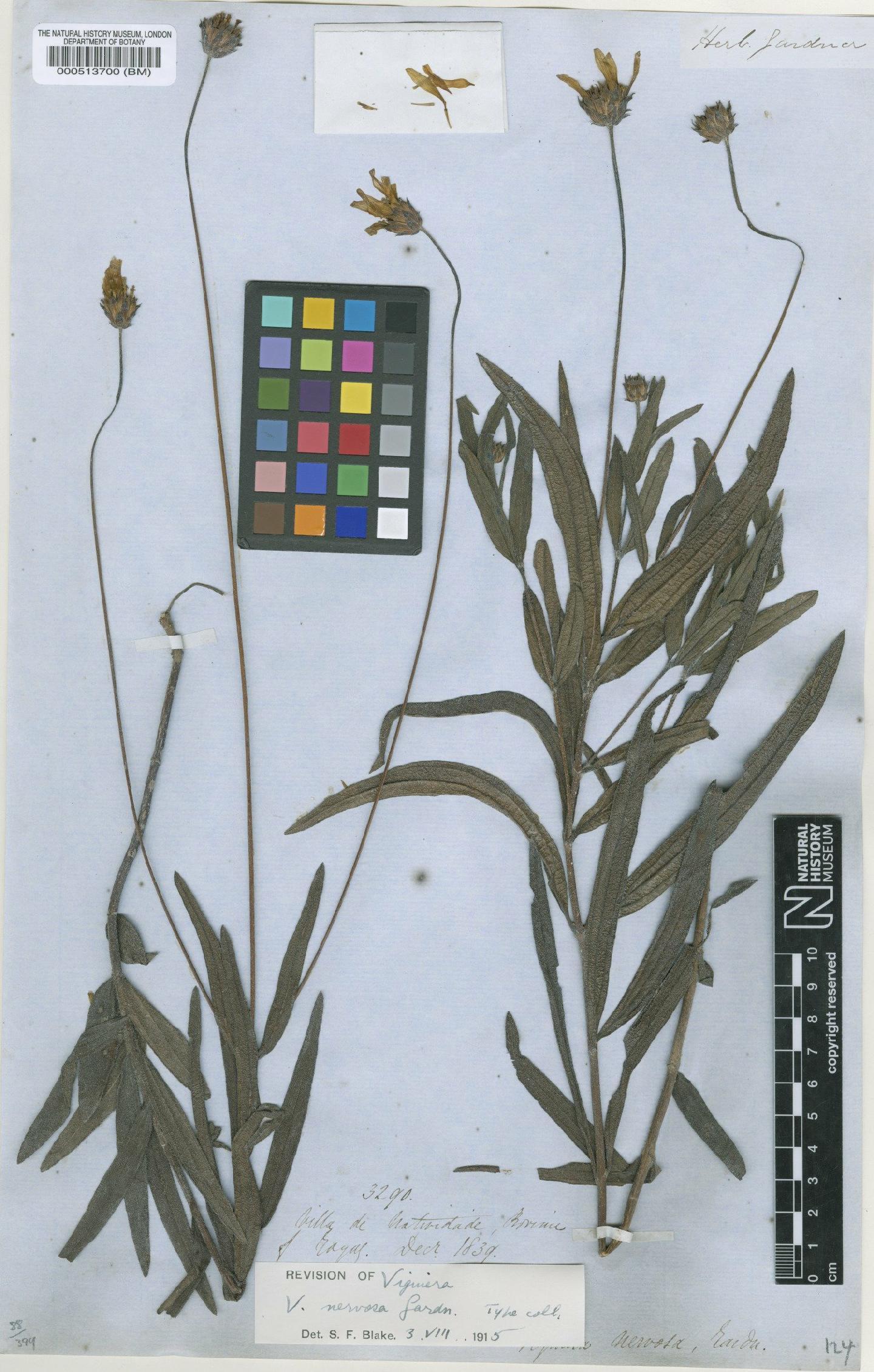 To NHMUK collection (Viguiera nervosa Gardner; Type; NHMUK:ecatalogue:4976932)