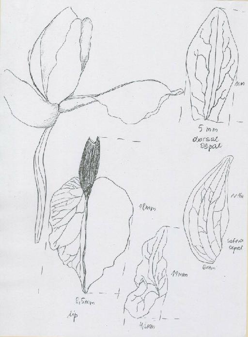 Brachycorythis basifoliata Summerh. - BM000076479_b