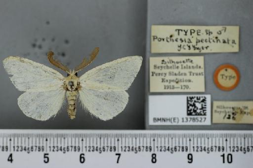 Euproctis pectinata Fryer - BMNH(E) 1378527 Porthesia pectinata Fryer 1912 syntypus Male