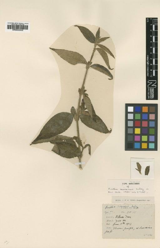 Ruellia siamensis Imlay - BM000950030