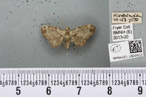 Eupithecia pulchellata Stephens, 1831 - BMNHE_1809933_381957