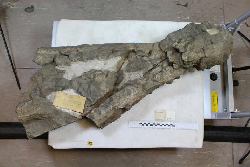Pliosaurus brachydeirus Owen, 1841 - 010029464_L010222081_(4)