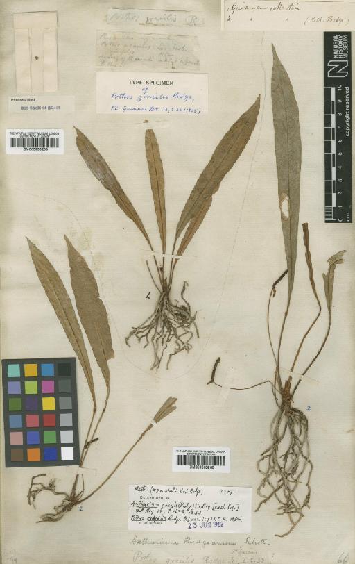 Anthurium gracile (Rudge) Lindl. - BM000938238