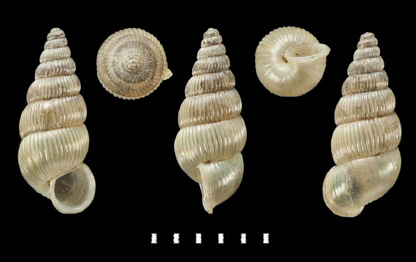 To NHMUK collection (Pseudopomatias reischuetzi Páll-Gergely, 2015; HOLOTYPE & PARATYPE(S); NHMUK:ecatalogue:2803784)