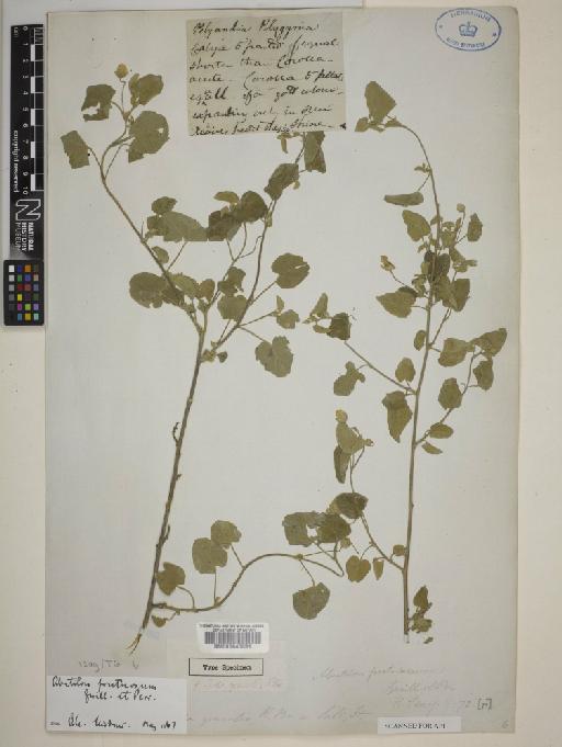 Abutilon fruticosum Guill. & Perr. - BM000645031