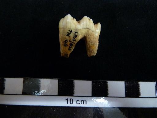 Ursus arctos Linnaeus, 1758 - M 41397 Ursus arctos lower m1 tooth. 2