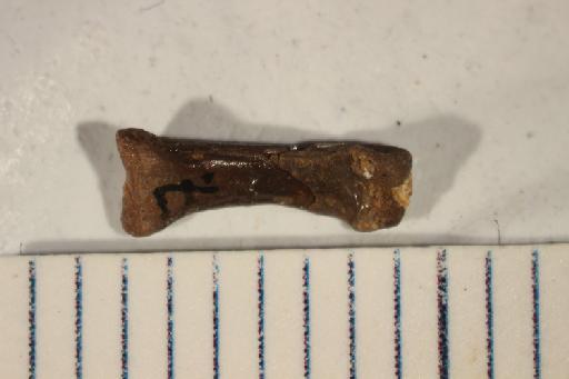Oligokyphus Hennig, 1922 - NHMUK PV R 38855