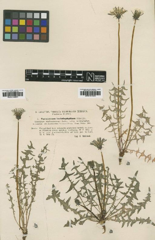 Taraxacum lacistophyllum (Dahlst) Raunk - BM001043506