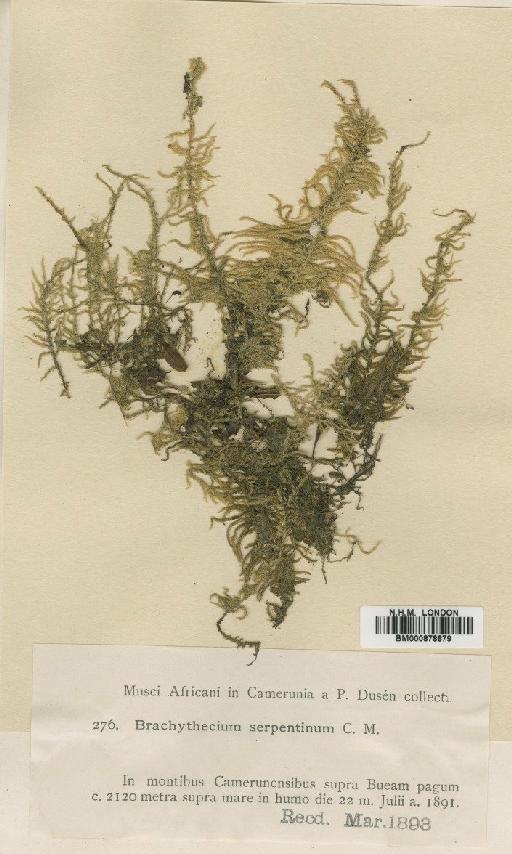 Brachythecium serpentinum Müll.Hal. - BM000878879