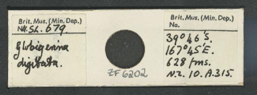 Beella digitata (Brady, 1879) emend. Banner and Blow, 1959 - ZF6202.jpg