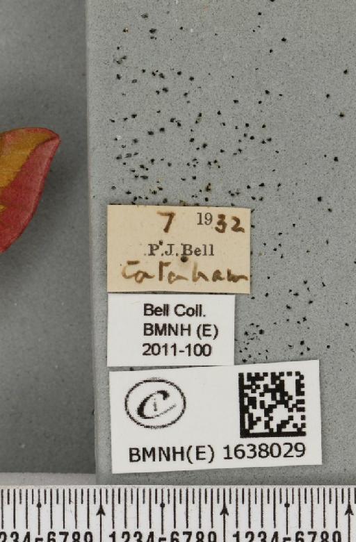 Deilephila porcellus (Linnaeus, 1758) - BMNHE_1638029_label_207082