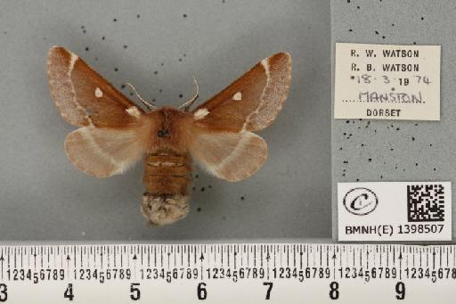 Eriogaster lanestris (Linnaeus, 1758) - BMNHE_1398507_200190