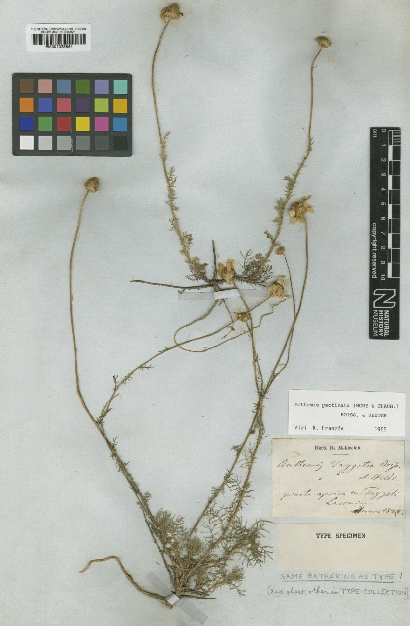 To NHMUK collection (Anthemis orientalis (L.) Degen; Type; NHMUK:ecatalogue:1793573)