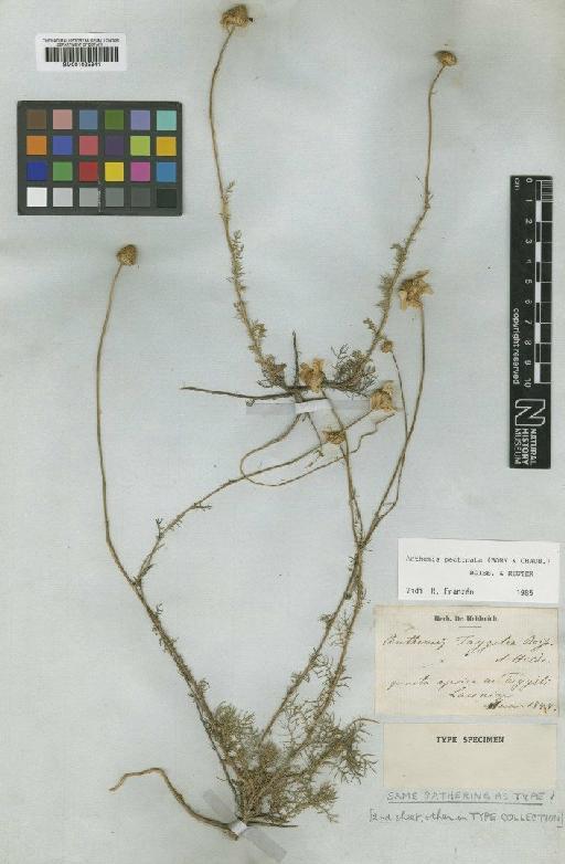 Anthemis orientalis (L.) Degen - BM001025841