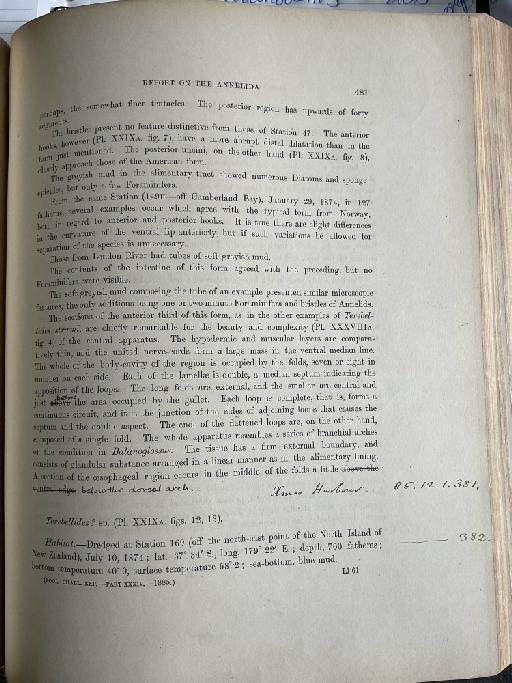 Leaena abyssorum McIntosh, 1885 - Challenger Polychaete Scans of Book 306