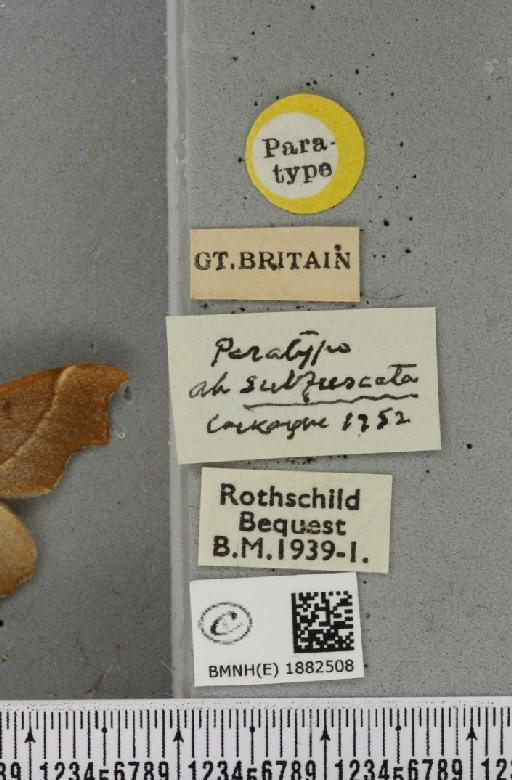 Ennomos quercinaria ab. subfascata Cockayne, 1952 - BMNHE_1882508_label_441924