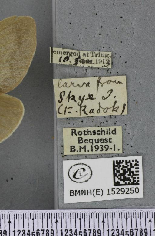Macrothylacia rubi (Linnaeus, 1758) - BMNHE_1529250_label_196750