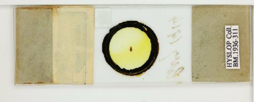 Philopterus picae Denny, 1842 - 010646422_reverse