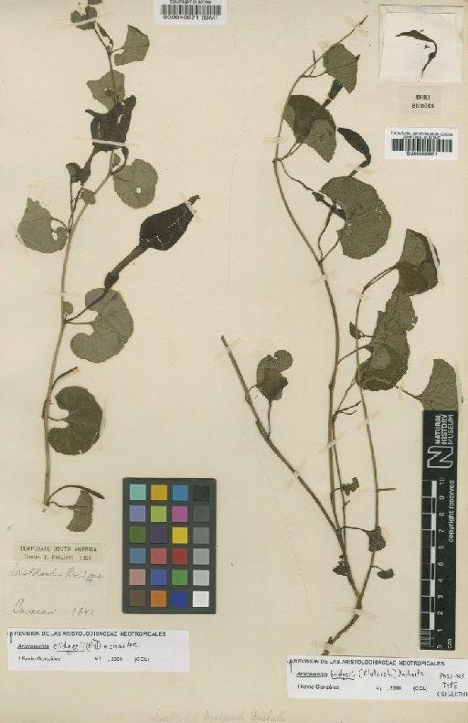 Aristolochia bridgesii (Klotzsch) Duch. - BM000040571