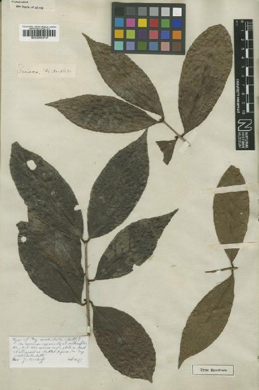 Eugenia undulata Aubl. - BM000953747