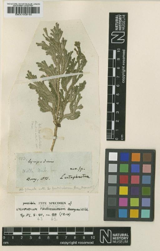 Selaginella cataphracta (Willd.) Spring - BM001038163