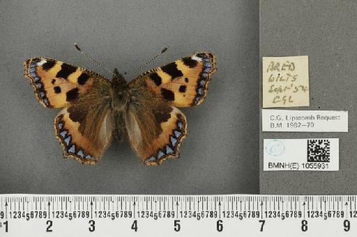 Aglais urticae ab. brunneoviolacea Raynor, 1909 - BMNHE_1055931_45229