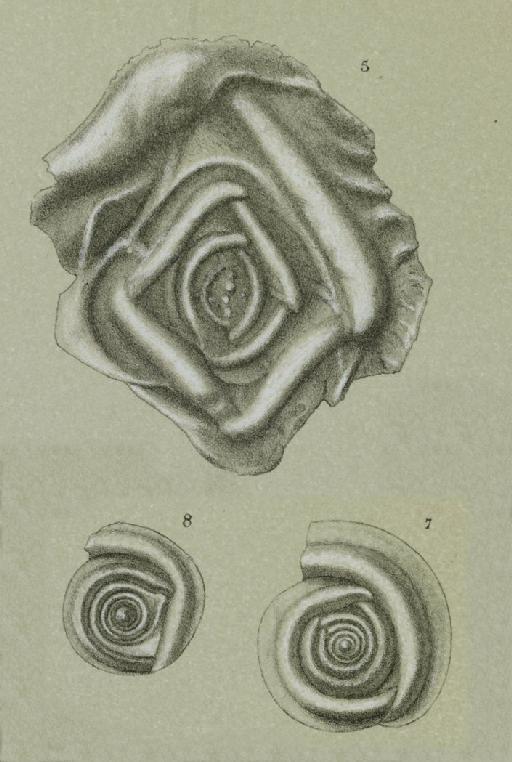 Ophthalmidium inconstans - ZF2021_12_7-8_Cornuloculina_inconstans.jpg