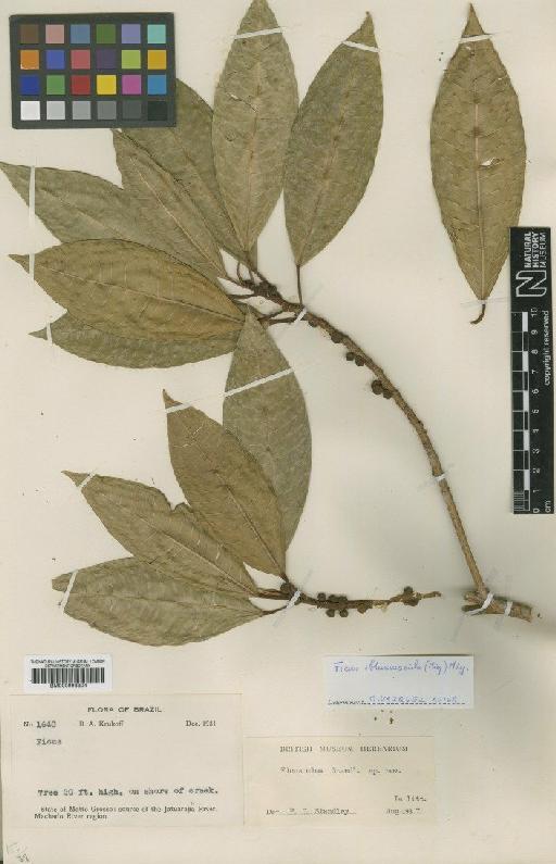 Ficus obtusiuscula (Miq.) Miq. - BM000993304