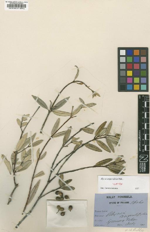 Alyxia angustifolia Ridl. - BM000508431