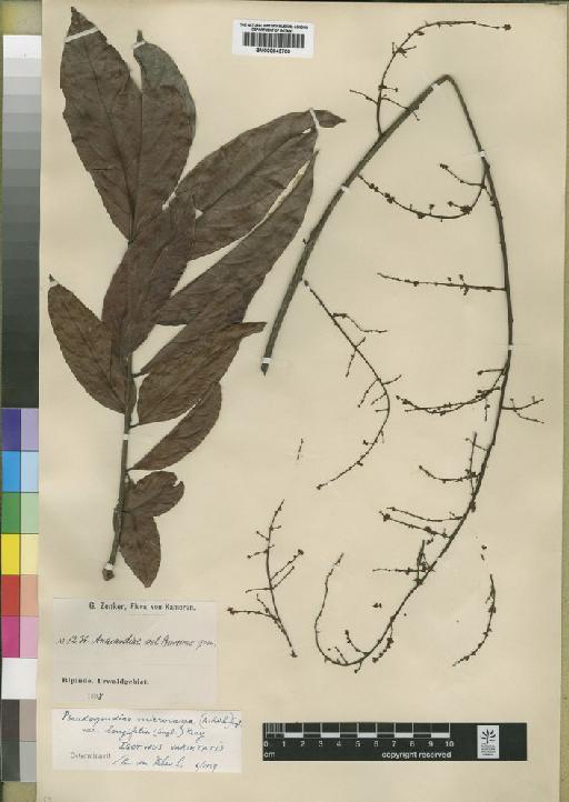 Pseudospondias microcarpa (A.Rich.) Engl. - BM000843700