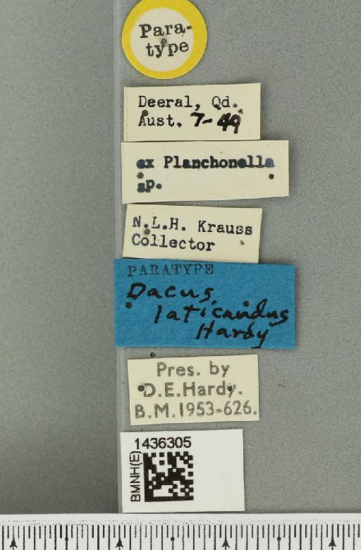 Bactrocera (Bactrocera) laticauda (Hardy, 1950) - BMNHE_1436305_label_32492