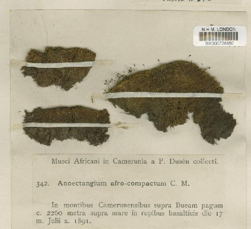 Anoectangium afrocompactum Müll.Hal. - BM000728650