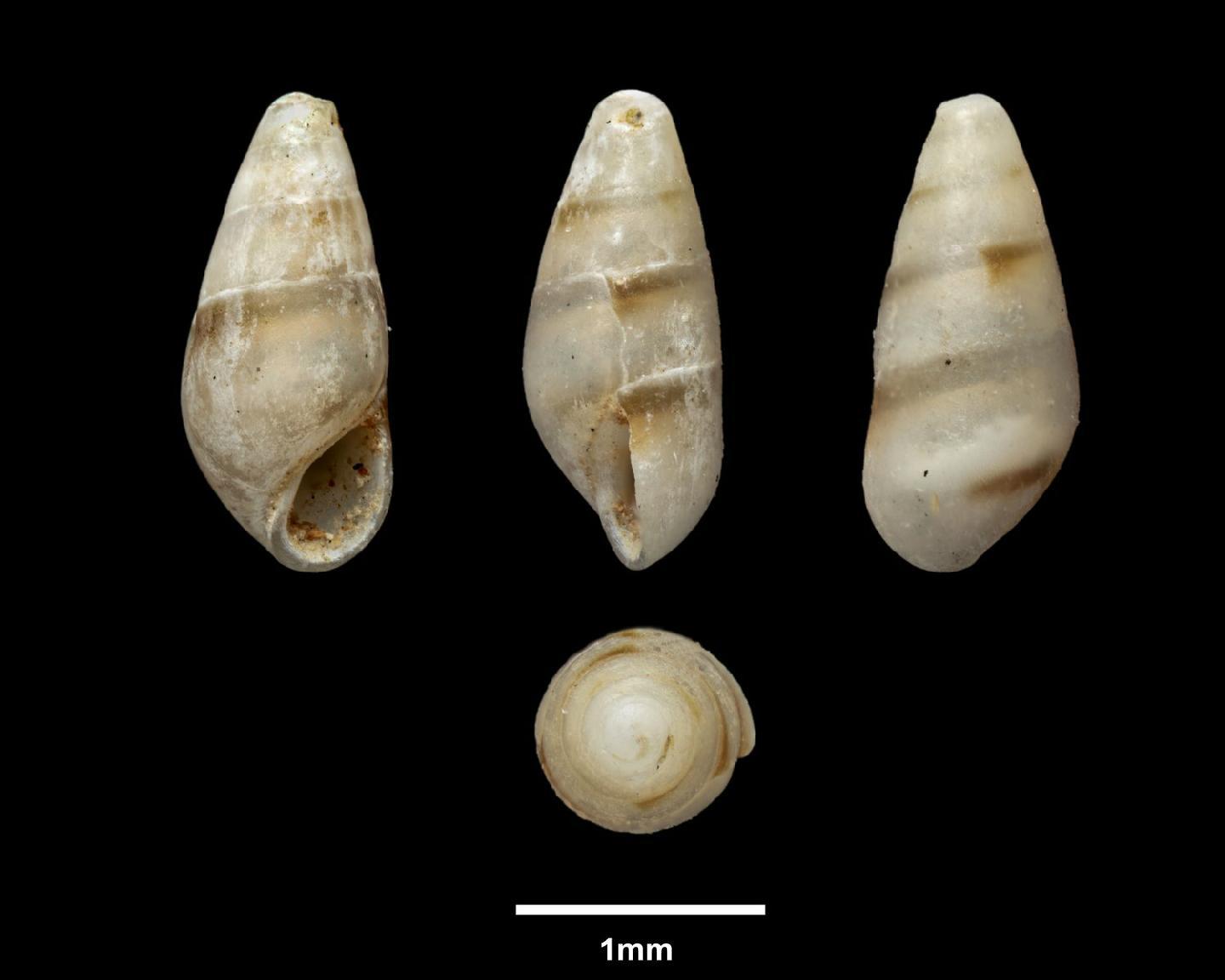 To NHMUK collection (Alaba terebralis Carpenter, 1857; HOLOTYPE; NHMUK:ecatalogue:5566015)