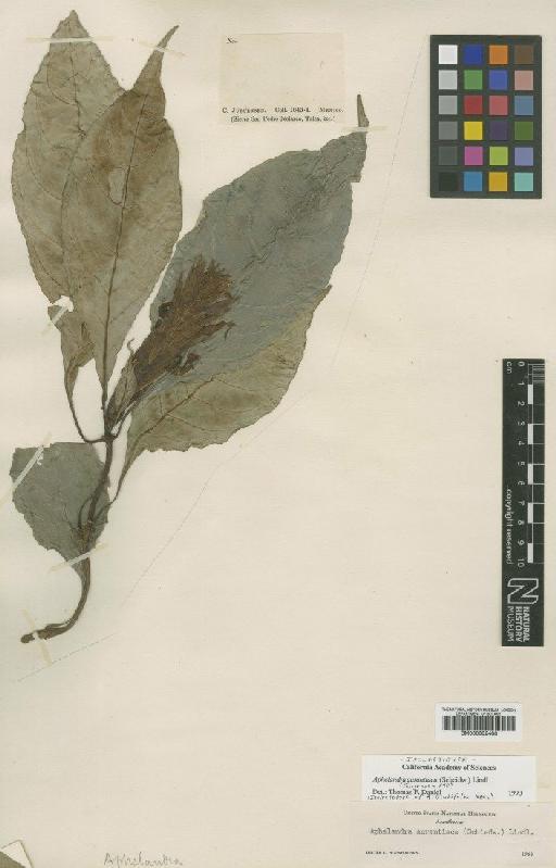 Aphelandra aurantiaca (Shiedw) Lindl. - BM000992488